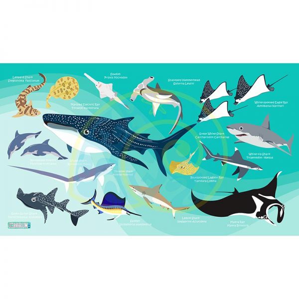Toalla Tiburones y Rayas azul claro - Grande 80x140 - ecotiendabuceo Oceanarium